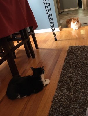 Maui and Peanut.jpg