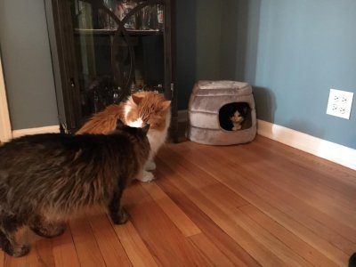All 3 cats.jpg