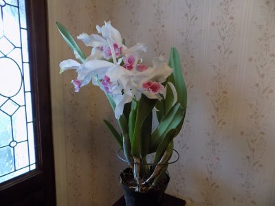 DSCN0436.JPG