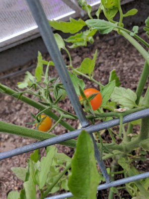sungold tomato.jpg