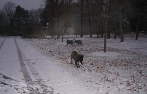 08 snowned in on NYE.JPG