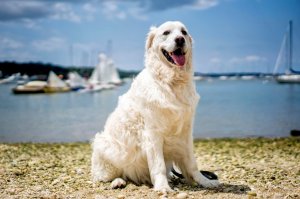 StormTheGoldenretriever.jpg StormTheGoldenretriever.jpg