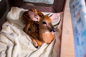 TheFawnStormRescued.jpg TheFawnStormRescued.jpg