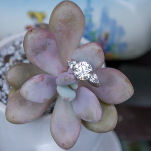 Orchid-0490.jpg