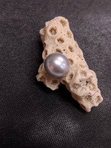 coral.jpg