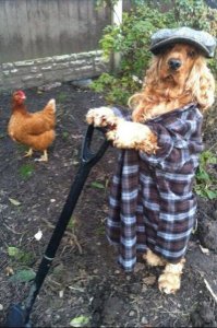 pet disquised as gardener.jpg