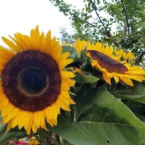 GreenMarket sunflowers.jpg