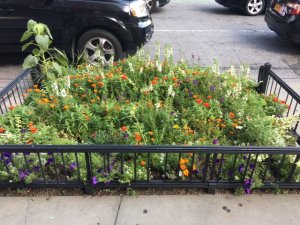 flowersurban.jpg
