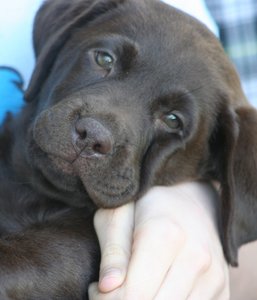 chocolate-labrador-puppy.jpg