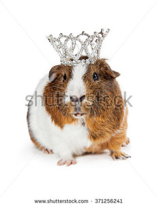 stock-photo-adorable-little-guinea-pig-wearing-a-fancy-diamond-crown-371256241.jpg
