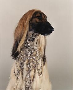 dogwearingdiamondnecklace.jpg