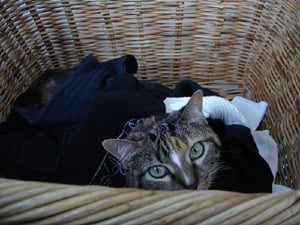 Picture%20054mags.jpg