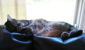 mannyonthesofa.jpg