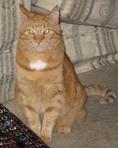 snarfsnarf.jpg