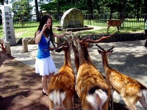 Nara%20Park,%20Deer%20-%2008.jpg