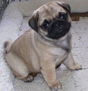 pug.jpg