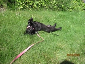 Millie%20outside.jpg