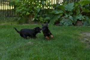 BEGChihuahuaPuppies03.jpg