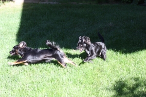BEGChihuahuaPuppies04.jpg