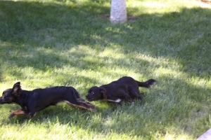 BEGChihuahuaPuppies06.jpg