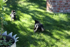 BEGChihuahuaPuppies07.jpg