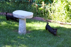 BEGChihuahuaPuppies08.jpg