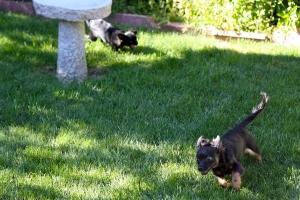 BEGChihuahuaPuppies09.jpg