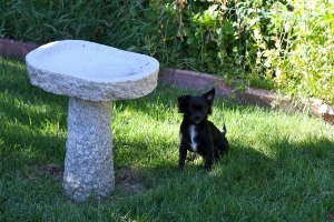 BEGChihuahuaPuppies10.jpg