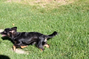 BEGChihuahuaPuppies11.jpg