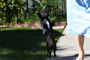BEGChihuahuaPuppies12.jpg