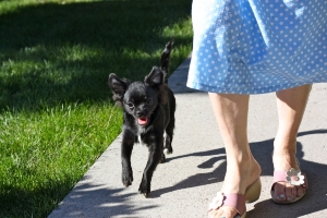 BEGChihuahuaPuppies13.jpg