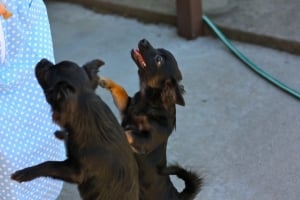 BEGChihuahuaPuppies14.jpg