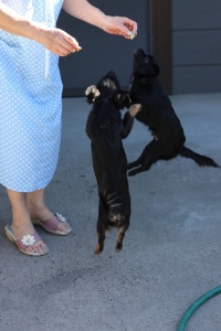 BEGChihuahuaPuppies15.jpg