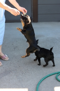BEGChihuahuaPuppies16.jpg