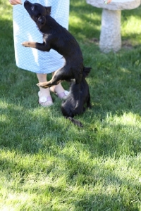 BEGChihuahuaPuppies19.jpg