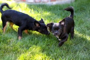 BEGChihuahuaPuppies20.jpg