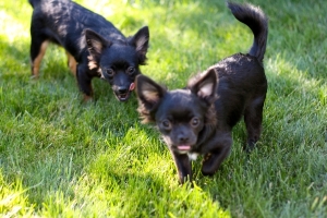 BEGChihuahuaPuppies21.jpg