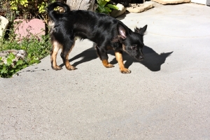 BEGChihuahuaPuppies23.jpg