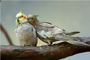 Liefde%20Orig%20Color,%20med.jpg Liefde%20Orig%20Color,%20med.jpg