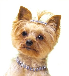 dog%20jewels.jpg