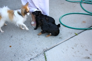 Coco,%20Kola%20and%20Wangja%20-%2011.jpg