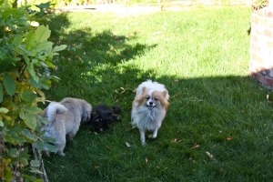 Coco,%20Kola%20and%20Wangja%20-%2049.jpg