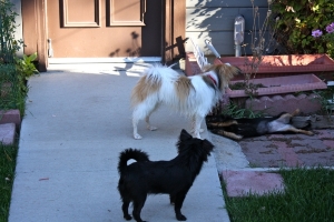 Coco,%20Kola%20and%20Wangja%20-%2063.jpg
