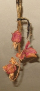 roses.jpg