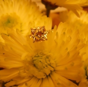 yellowflowershot12282009.jpg