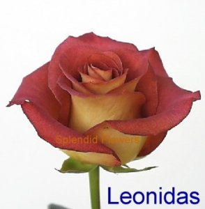 Leonidas.jpg