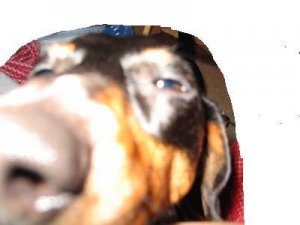 woof1.JPG