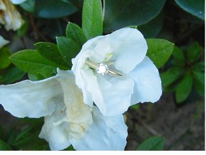 whflower.JPG