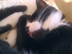 meaowsteal2010tongue.jpg