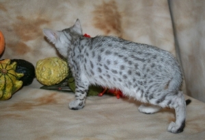 Girl1.8wk1.jpg